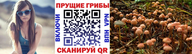 мега сайт Торжок Псилоцибиновые грибы Psilocybine cubensis даркнет сайт